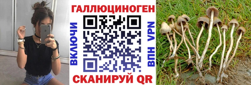 Купить  Учалы  Галлюциногенные грибы Psilocybe 